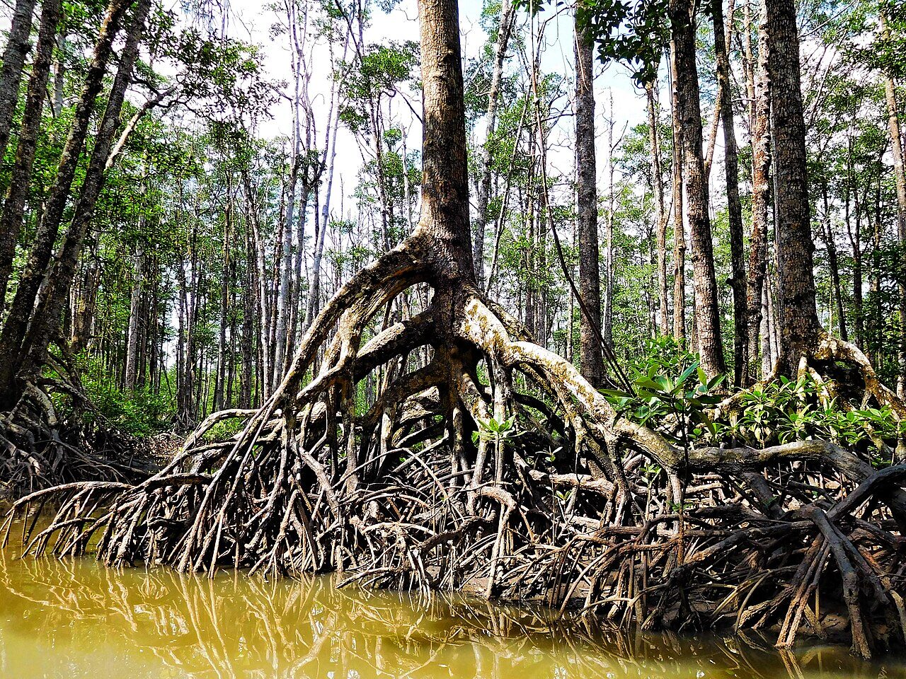 Mangrove roots at low tide
